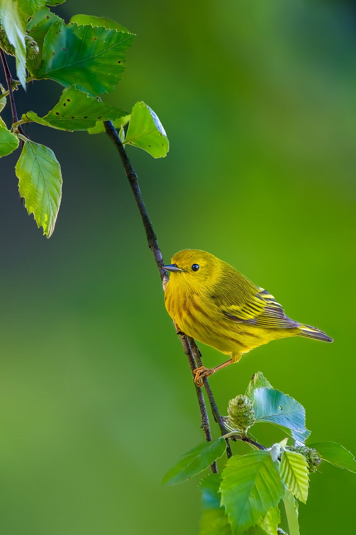 Yellow warbler Poster och Canvastavla