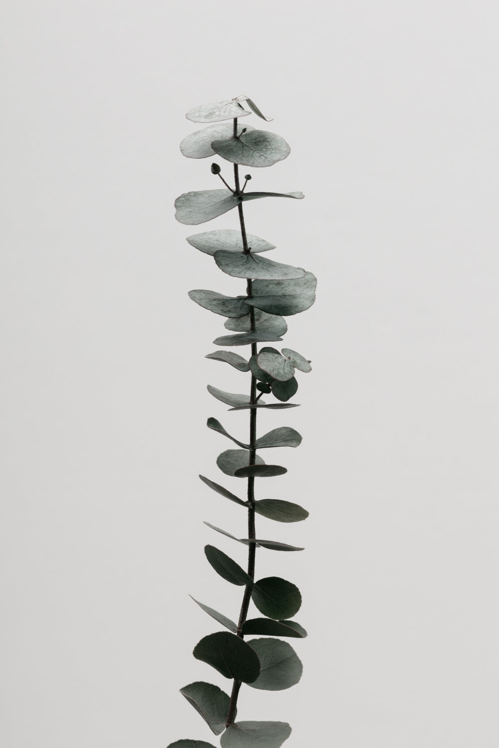 Eucalyptus Natural 02 Poster och Canvastavla