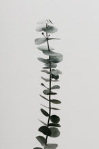 Eucalyptus Natural 02 Poster och Canvastavla