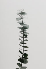 Eucalyptus Natural 02 Poster och Canvastavla