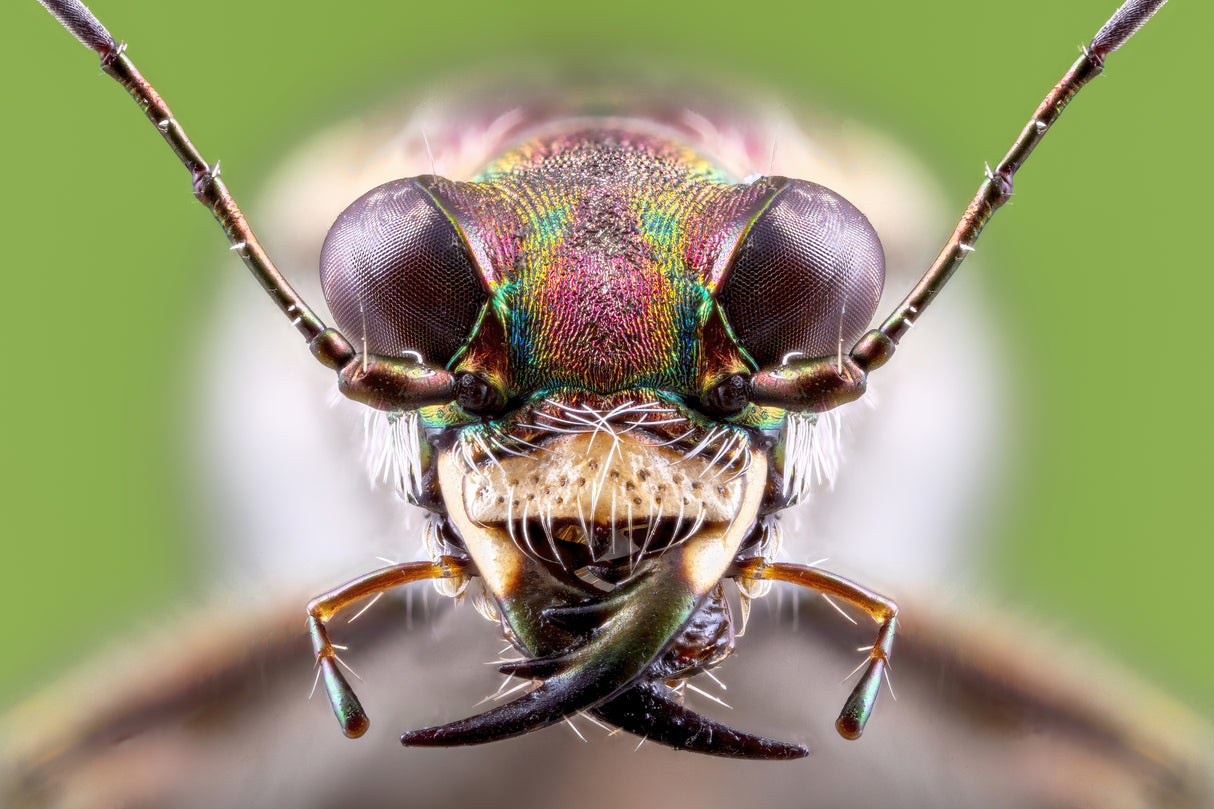 tiger beetle Poster och Canvastavla