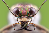 tiger beetle Poster och Canvastavla