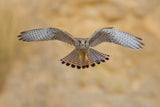 Common kestrel Poster och Canvastavla
