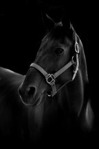 Horse Poster och Canvastavla
