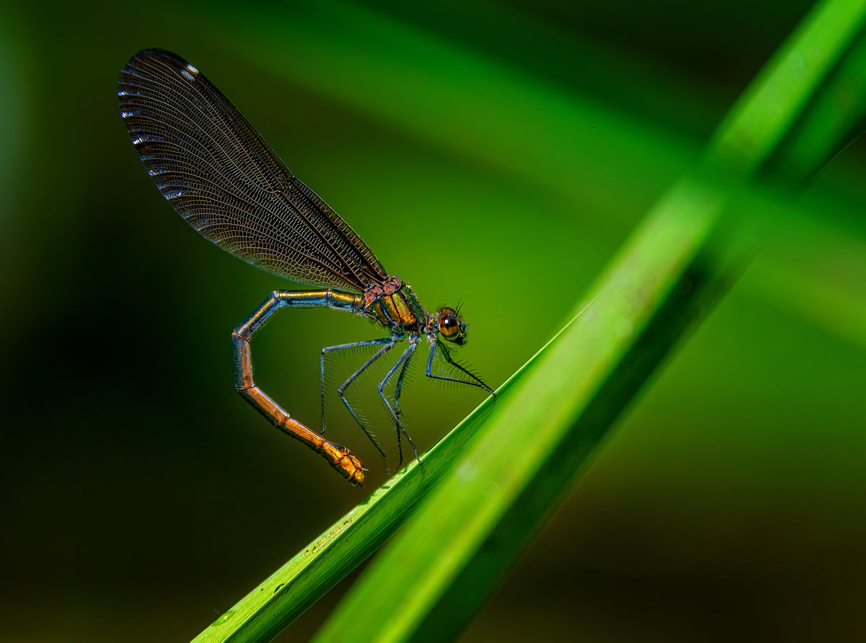 Beautiful demoiselle	 Poster och Canvastavla