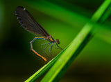 Beautiful demoiselle	 Poster och Canvastavla
