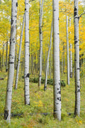 Yellow Birchs vertical Poster och Canvastavla