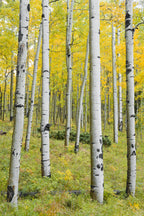 Yellow Birchs vertical Poster och Canvastavla