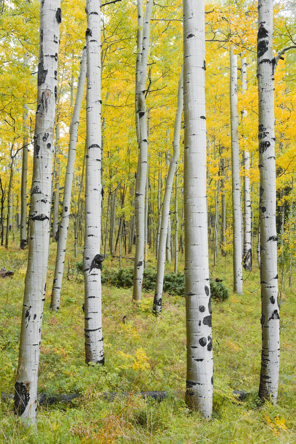 Yellow Birchs vertical Poster och Canvastavla