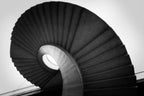 The snail Poster och Canvastavla