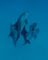 Dolphins 6 Poster och Canvastavla