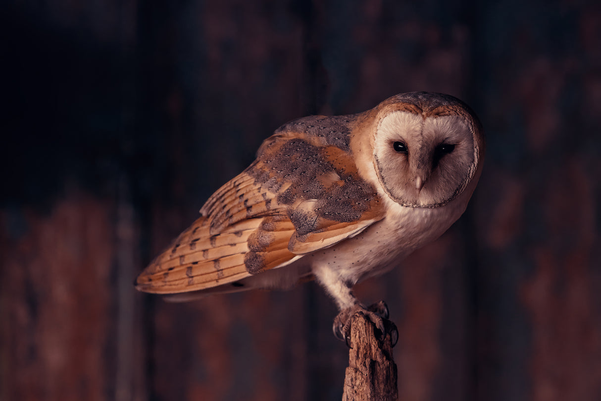 Barn owl perching in the dark Poster och Canvastavla