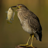 Night heron Poster och Canvastavla
