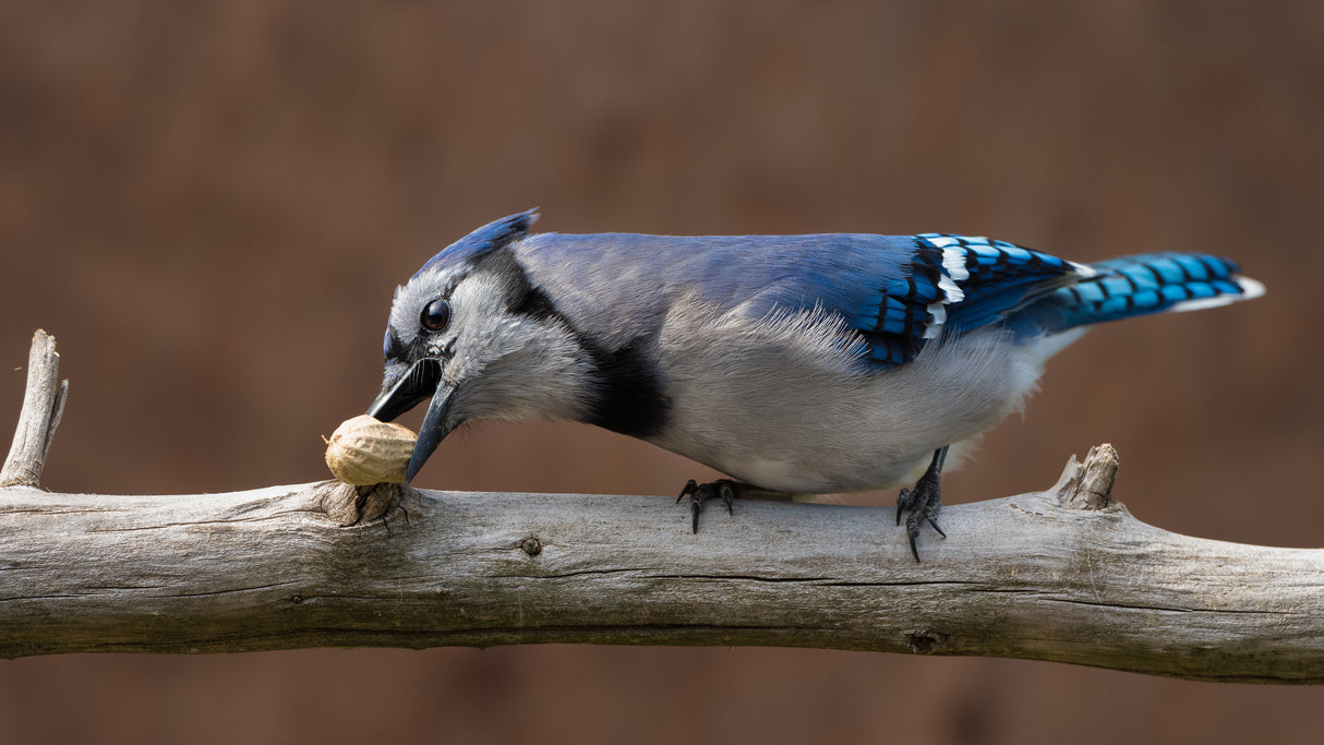 Blue jay peanut tree Poster och Canvastavla