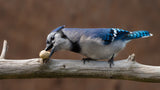 Blue jay peanut tree Poster och Canvastavla
