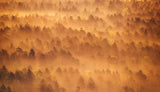 Golden morning Poster och Canvastavla