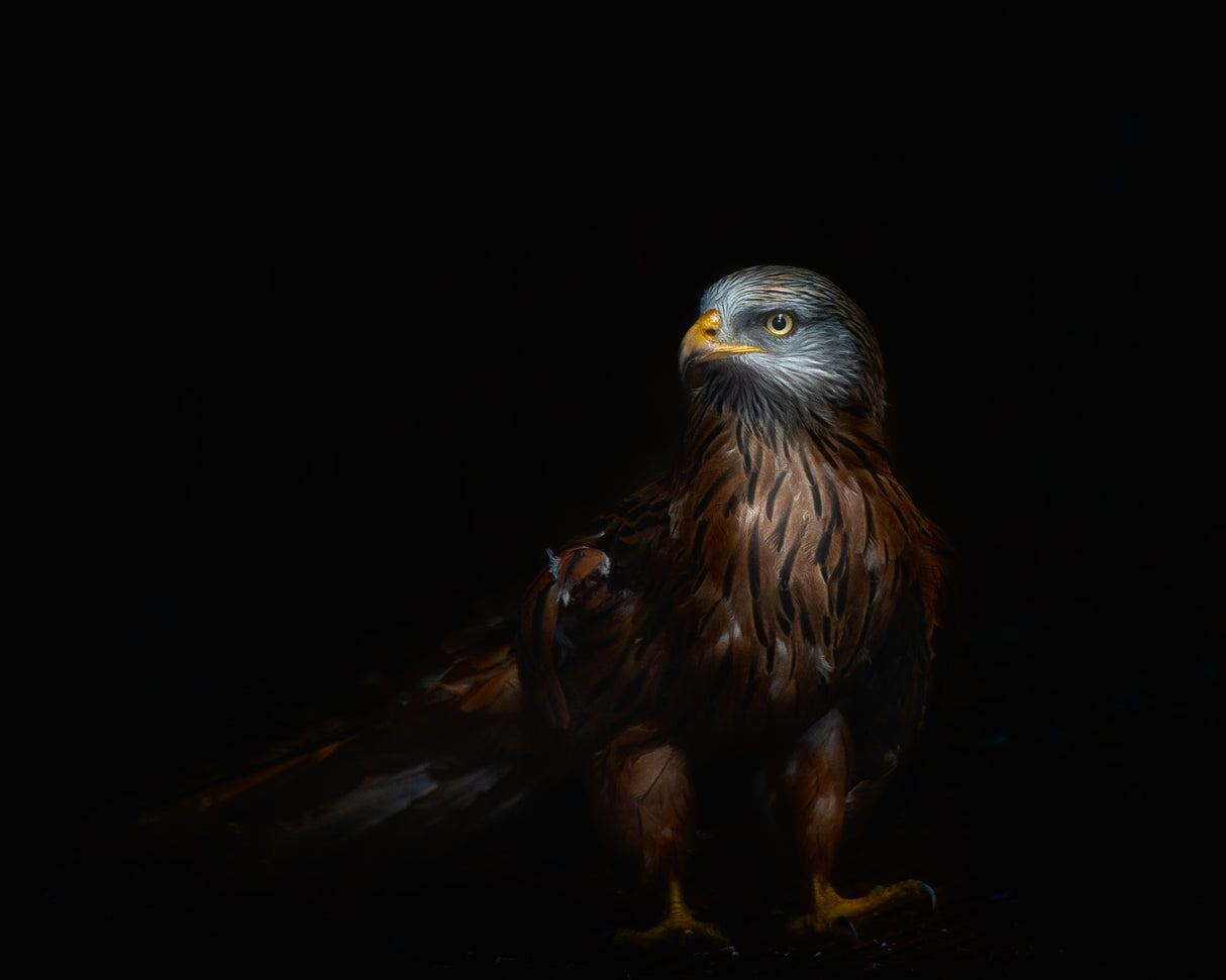 Red kite portrait Poster och Canvastavla