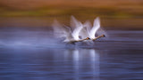White swans taking off Poster och Canvastavla