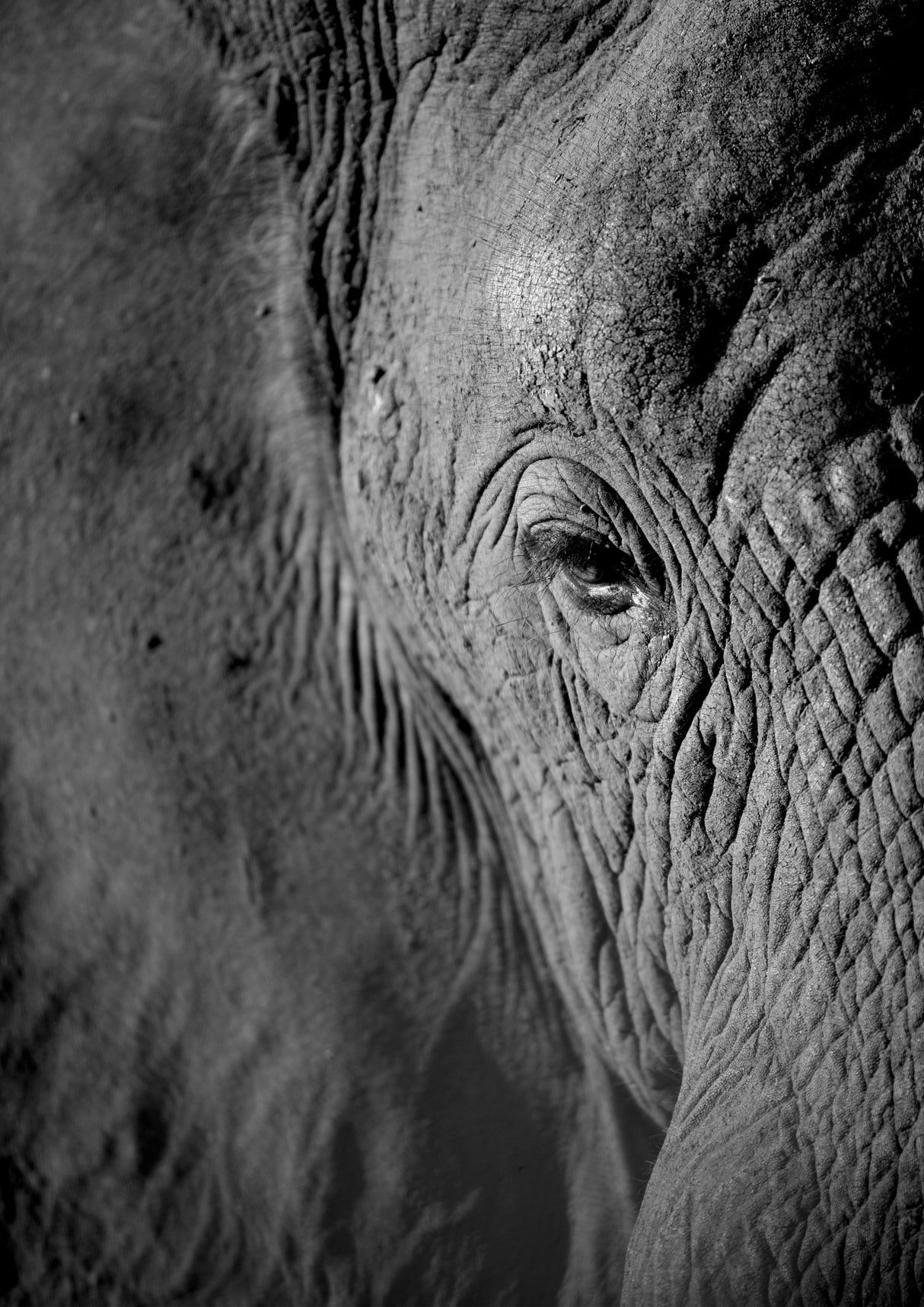 African Dream Poster och Canvastavla