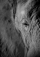 African Dream Poster och Canvastavla