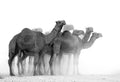 Camels Poster och Canvastavla