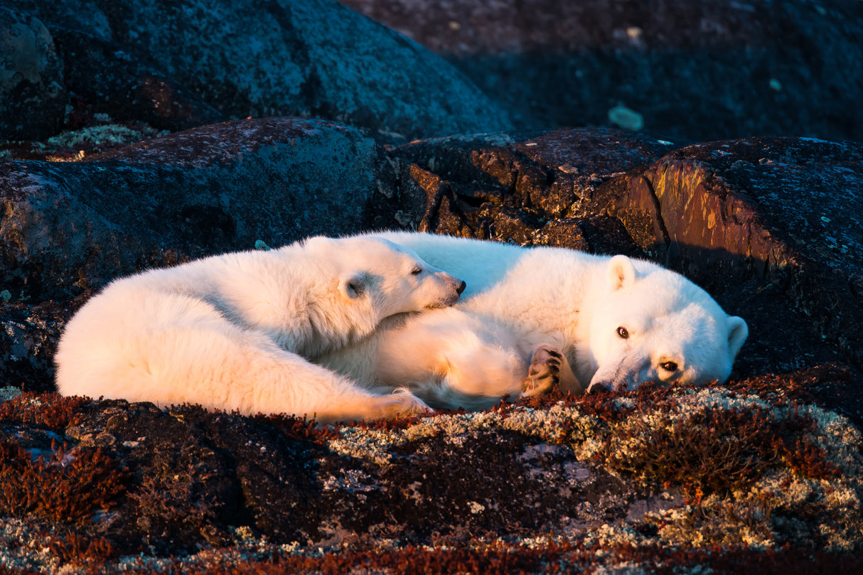 Mother and cub are resting at sunset Poster och Canvastavla