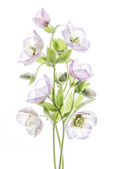 Hellebore Poster och Canvastavla