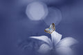 The Butterfly Longs For The Moon Poster och Canvastavla