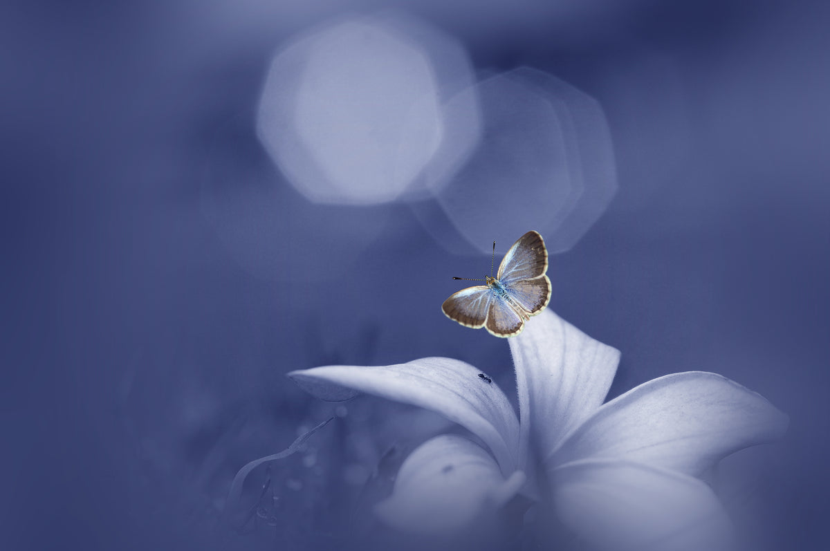 The Butterfly Longs For The Moon Poster och Canvastavla