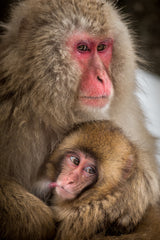 Curious baby monkey Poster och Canvastavla