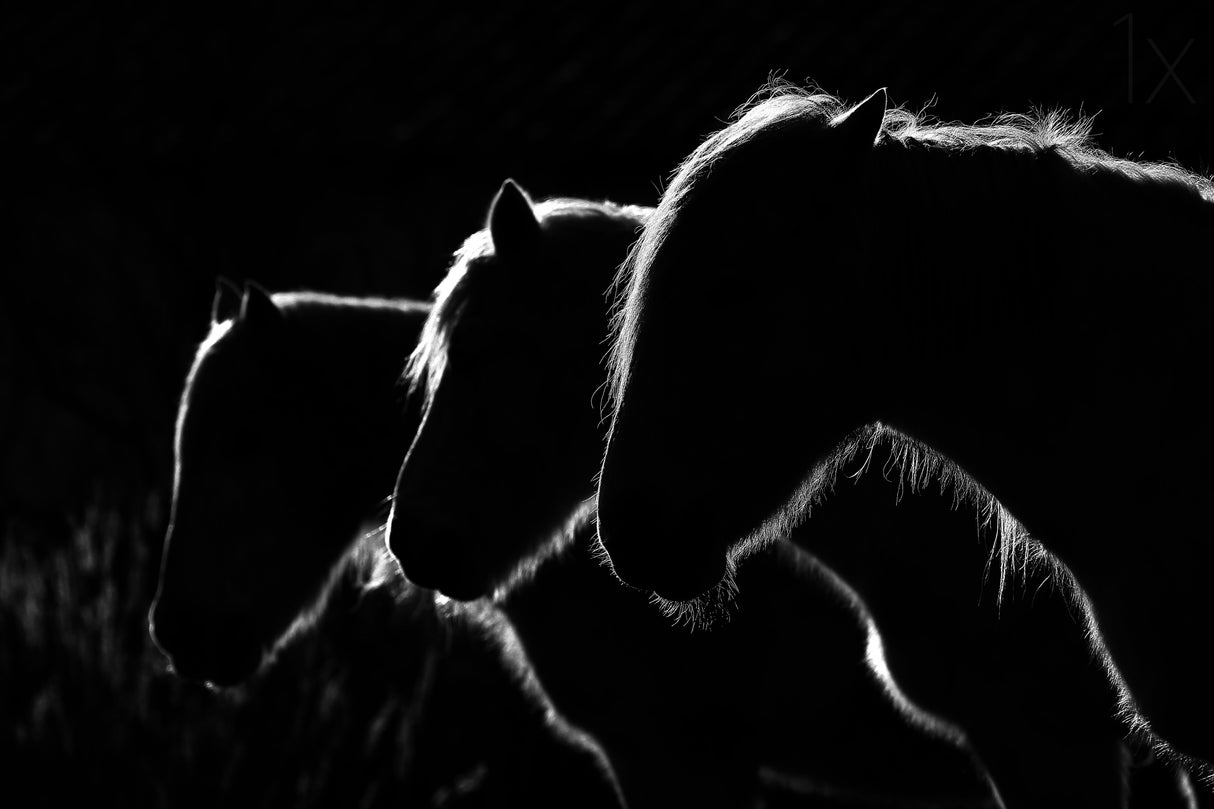 Horses b&amp;w Poster och Canvastavla