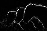 Horses b&amp;w Poster och Canvastavla