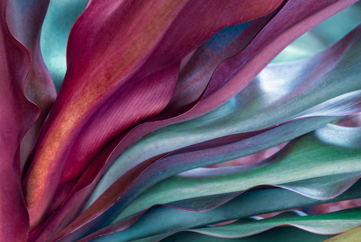 A Maui rainbow succulent botanical abstract Poster och Canvastavla