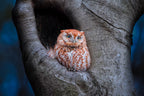 Eastern Screech Owl (Red Morph) Poster och Canvastavla
