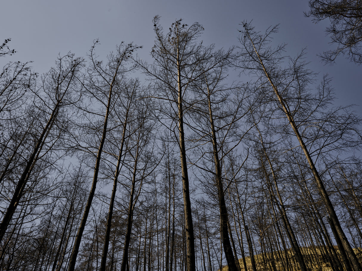 image of a forest after a fire Poster och Canvastavla