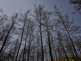 image of a forest after a fire Poster och Canvastavla