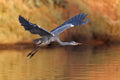Ardea cinerea Poster och Canvastavla