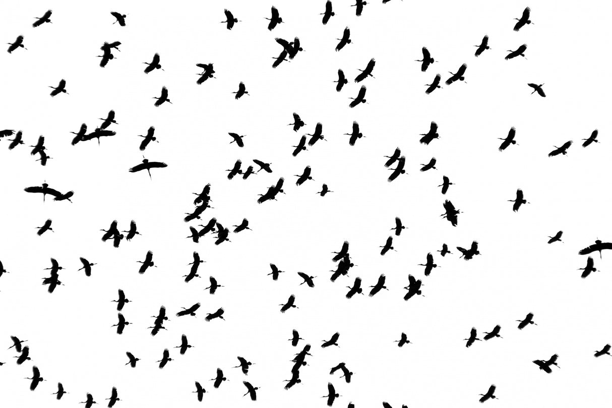 Flying Birds Poster och Canvastavla