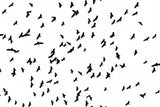 Flying Birds Poster och Canvastavla