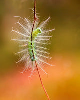 The Show of Caterpillar Poster och Canvastavla