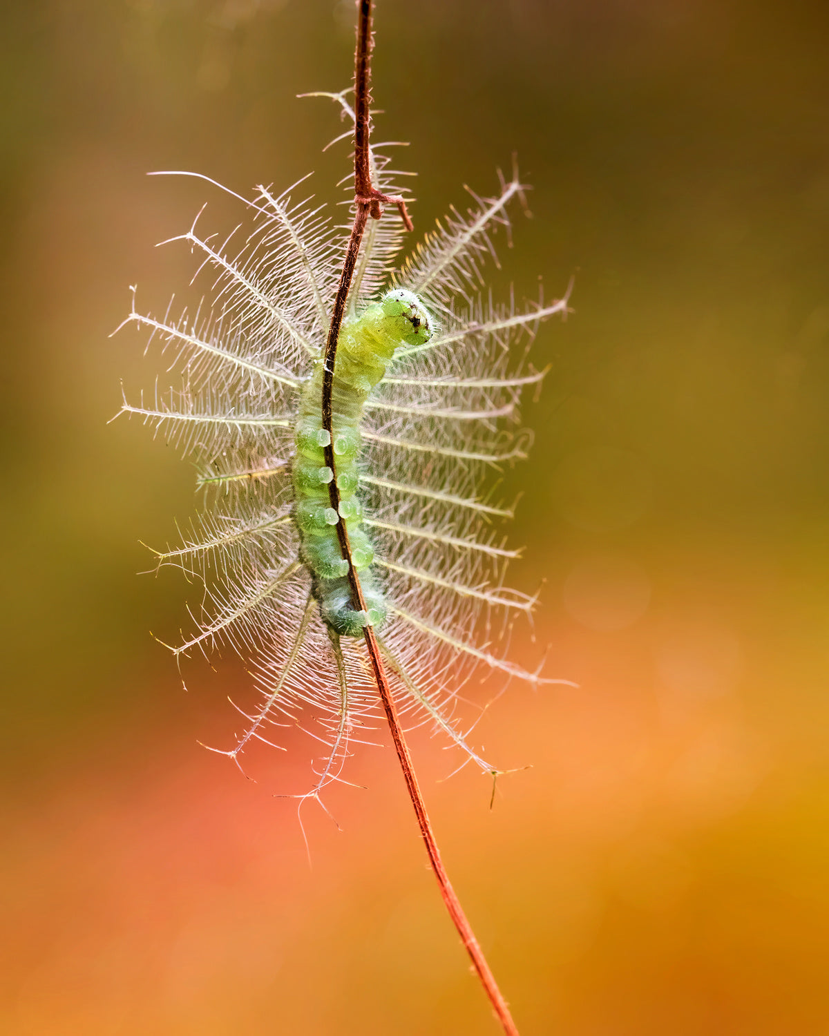 The Show of Caterpillar Poster och Canvastavla