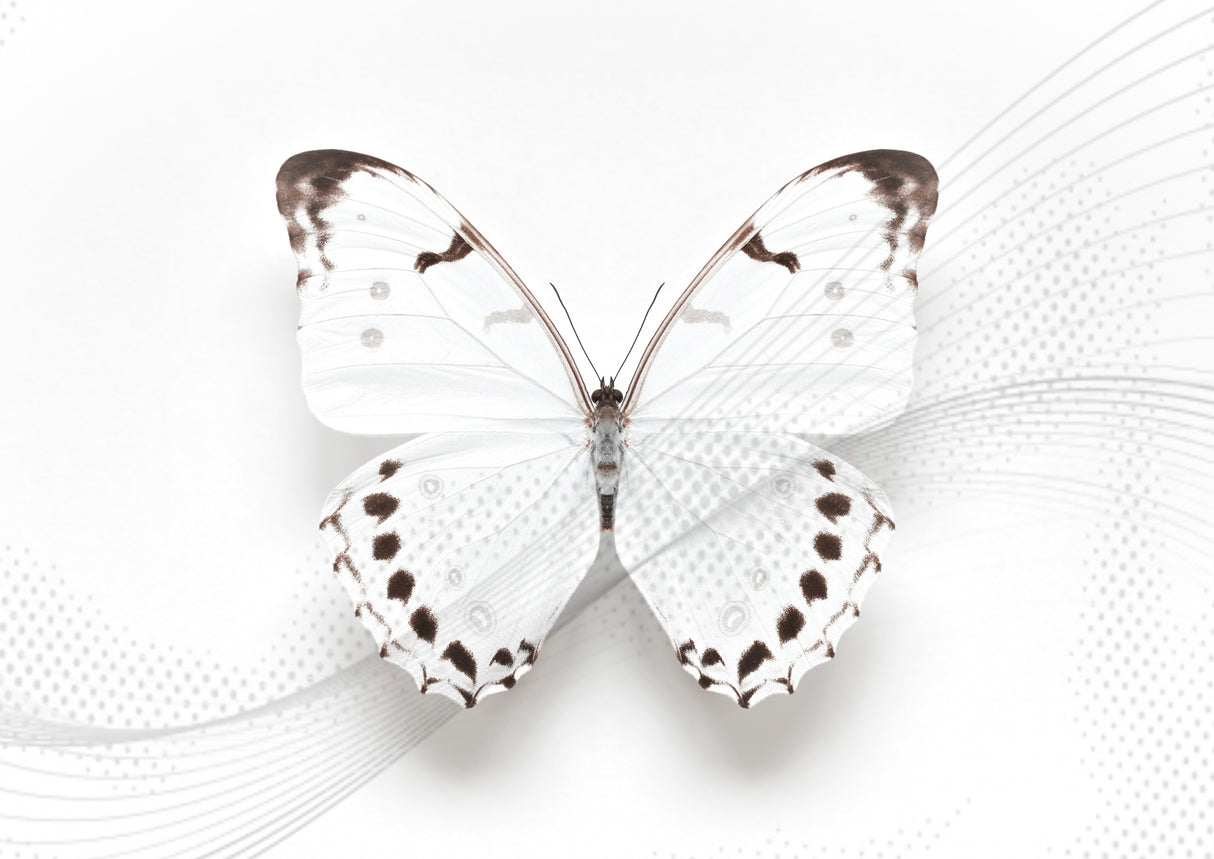 White Butterfly Swirl Poster och Canvastavla
