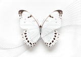 White Butterfly Swirl Poster och Canvastavla