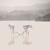 Storks Poster och Canvastavla