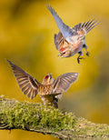 Redpolls Squabble Poster och Canvastavla