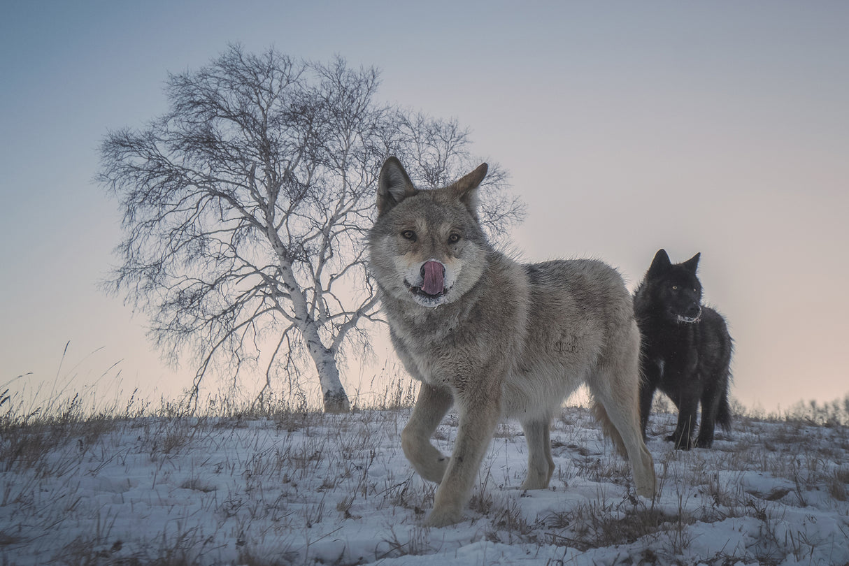 Two snow wolves Poster och Canvastavla
