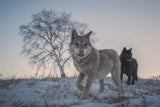 Two snow wolves Poster och Canvastavla