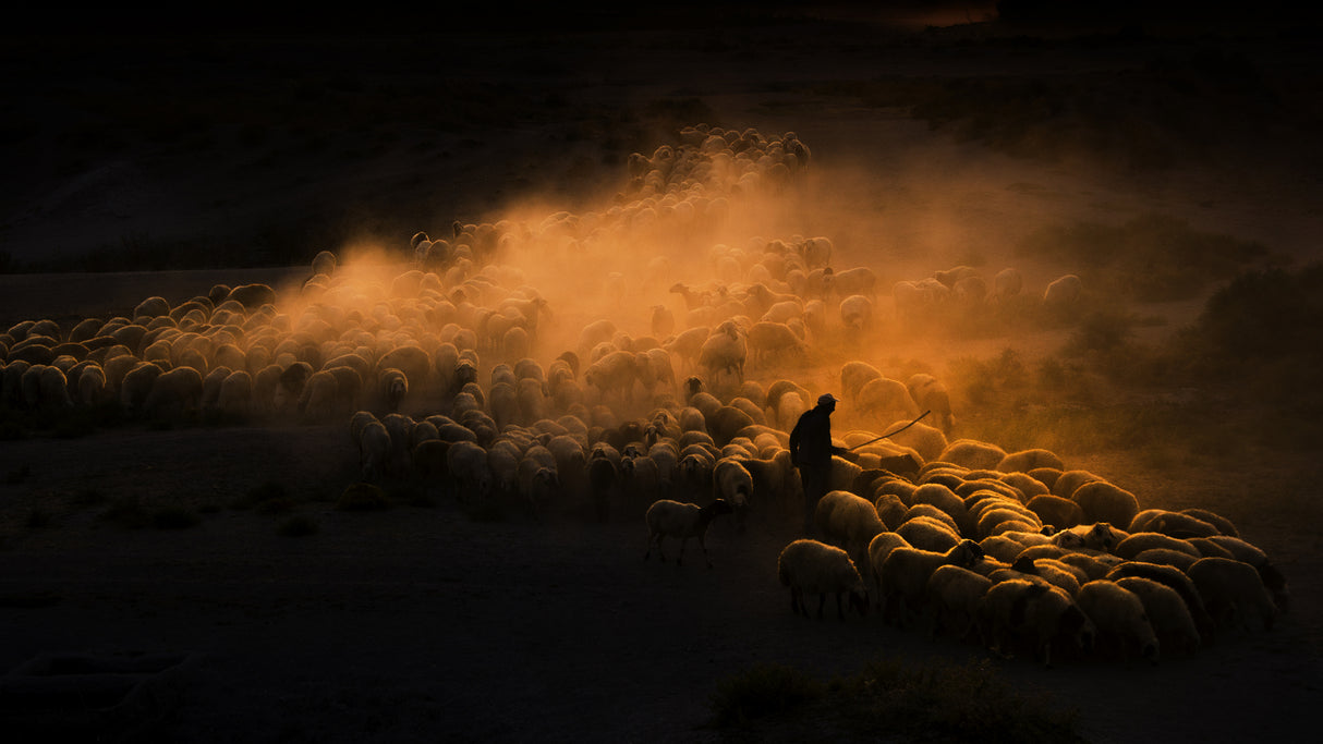 Herd of sheep Poster och Canvastavla