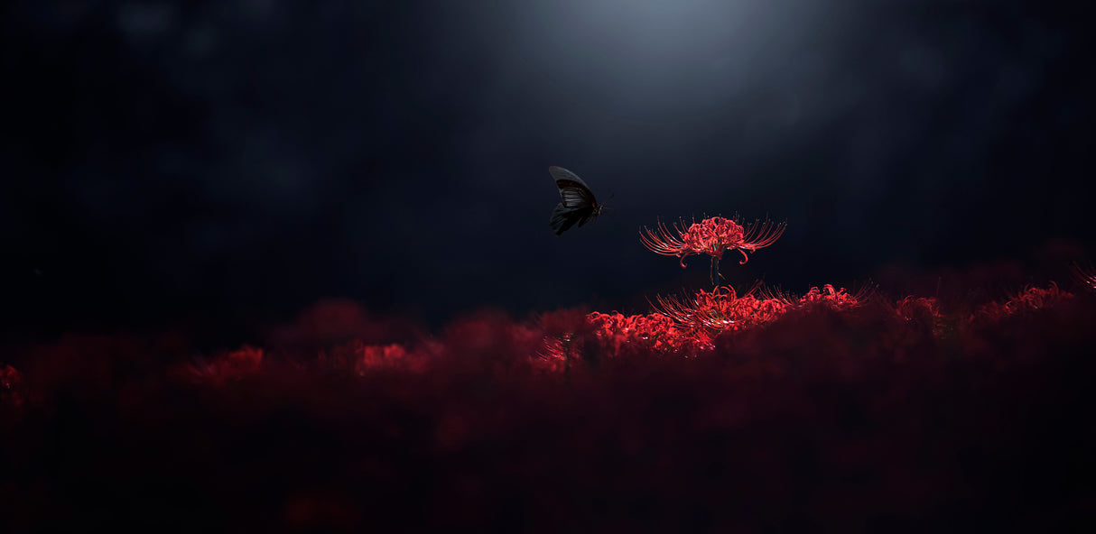 Raven black and red Poster och Canvastavla
