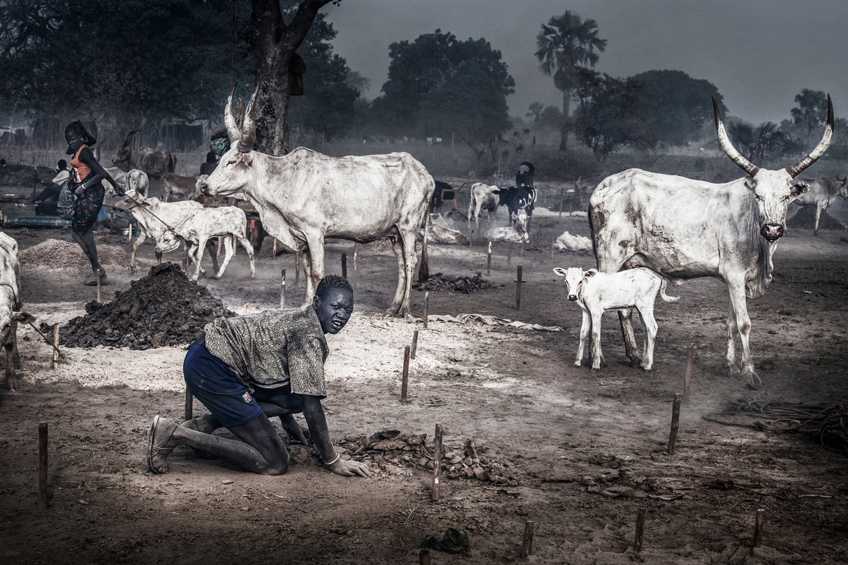 A scene in a mundari cattle camp-I - South Sudan Poster och Canvastavla